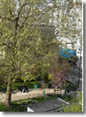 Vue d'un arbre dans la cours Saint Medard