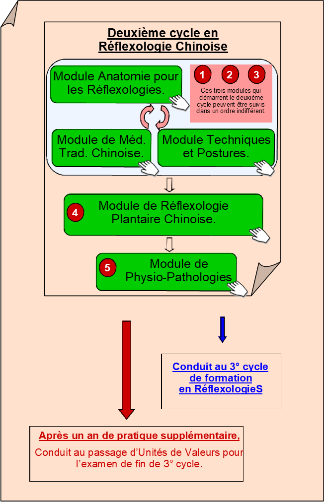 Deuxième Cycle - Réflexologie Chinoise