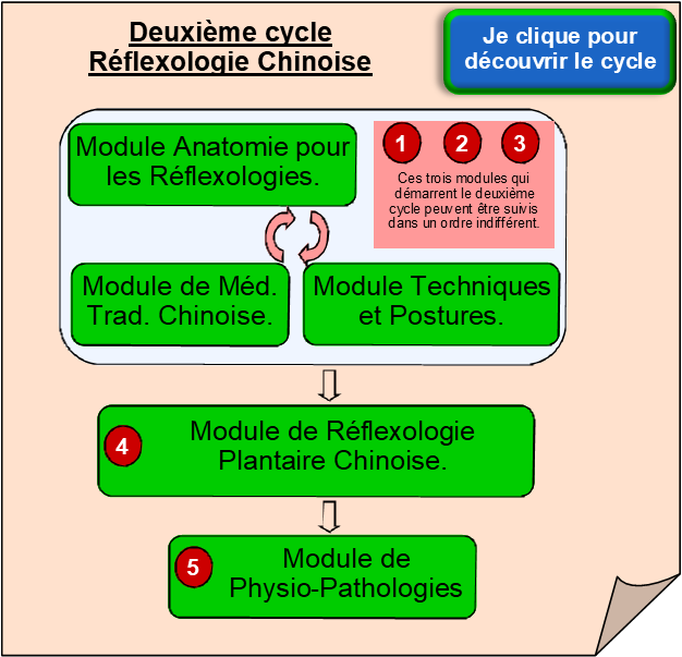 Premier cycle - Réflexologie chinoise